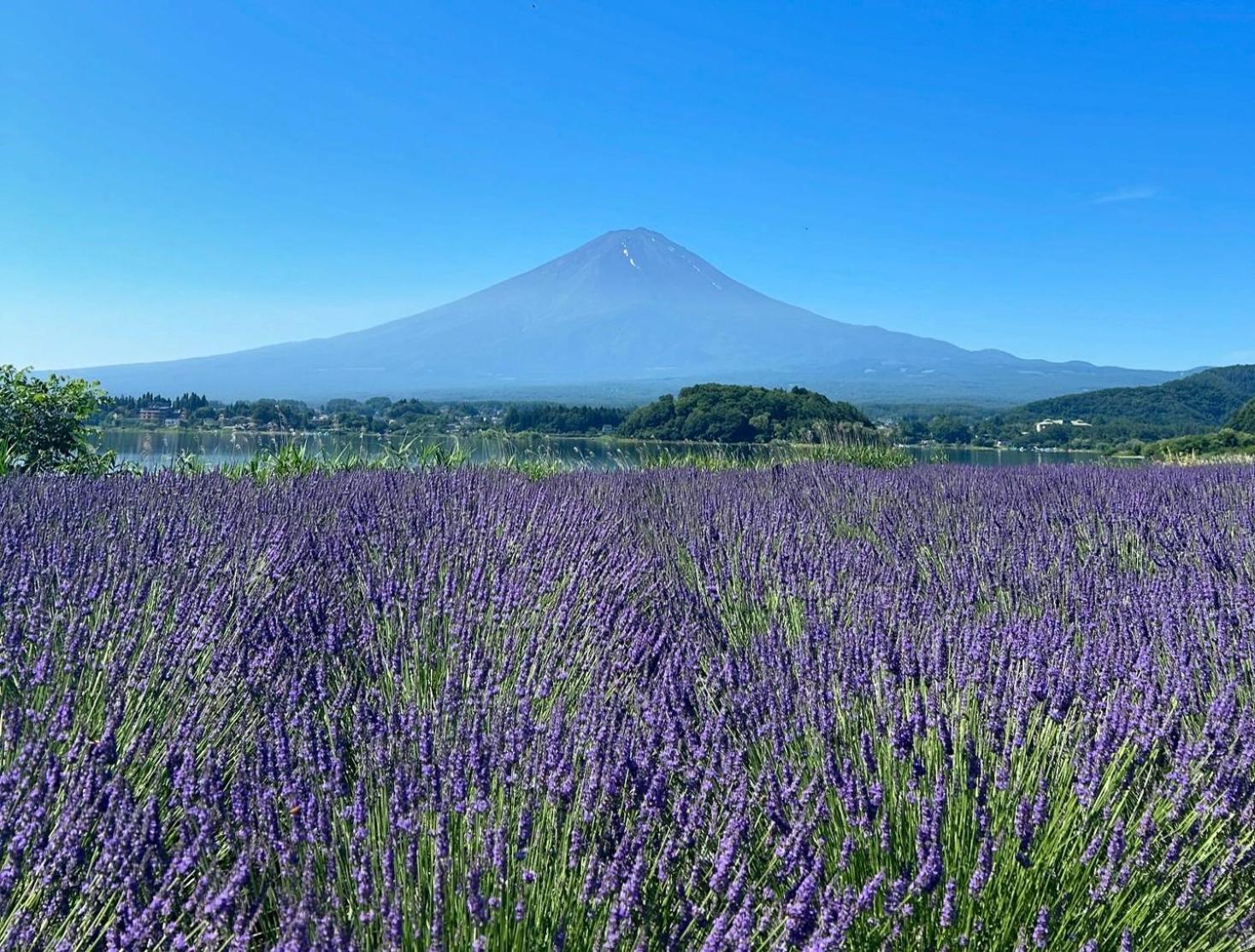 Fuji Fumoto Forest Hotspring ふもとの森温泉 Фуджикавагучико Екстериор снимка